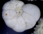 Кружевная Foraminifera Anomalina (granosa ?)
