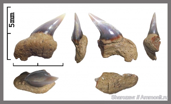 маастрихт, зубы акул, ?, Hexanchiformes, Волгоград