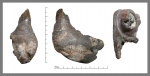 Фрагмент челюсти мозазавра с фрагментом его же зуба.