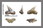 Palaeogaleus/Danogaleus/Galeorhinus? (2)