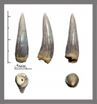 Зуб плезиозавра.(Polycotylidae)