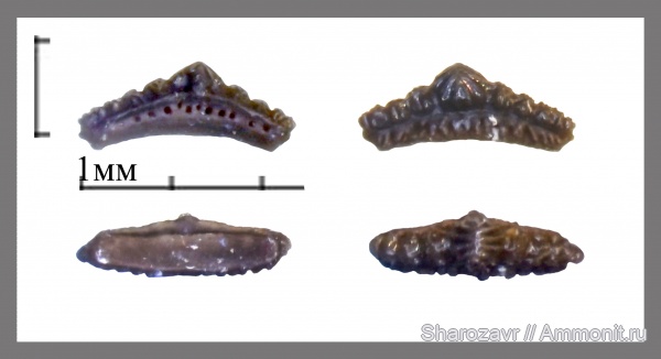 нижний карбон, Euselachii, зубы рыб, Заборье, Mesodmodus