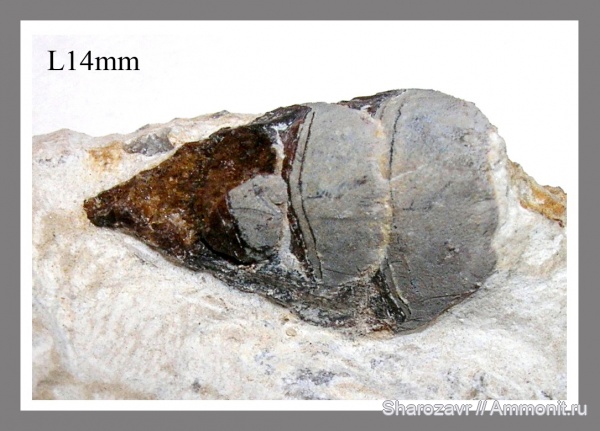нижний карбон, Petalorhynchus, зубы рыб, Заборье