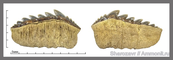 палеоген, зубы, зубы акул, Notidanodon, датский ярус, Hexanchiformes, Волгоград, даний, Notidanodon brotzeni, Notidanus, teeth, shark teeth