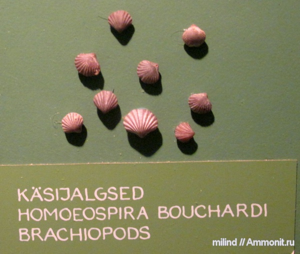 брахиоподы, homoeospira bouchardi, homoeospira
