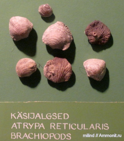 брахиоподы, Atrypa, Atrypida, Atrypa reticularis