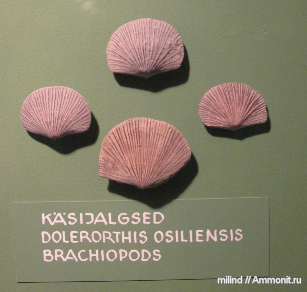 брахиоподы, dolerorthis osiliensis, dolerorthis