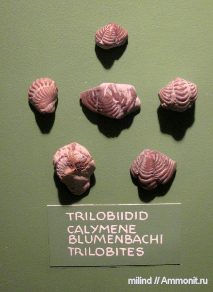 трилобиты, силур, членистоногие, Silurian, Calymene blumenbachi, Calymene