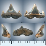 Задний зуб от песчаной акулы типа Eostriatolamia