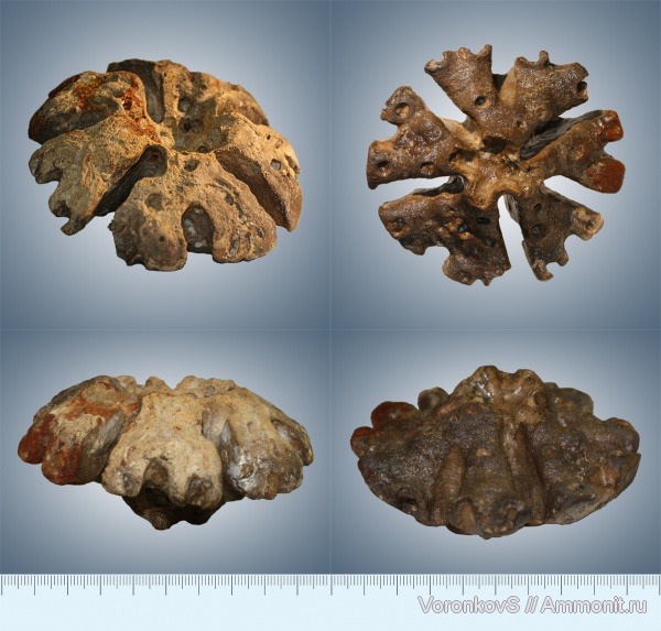 губки, верхний мел, Саратовская область, Porifera, сантон, Troegerella, Troegerella quadrifurcata, Santonian, Upper Cretaceous