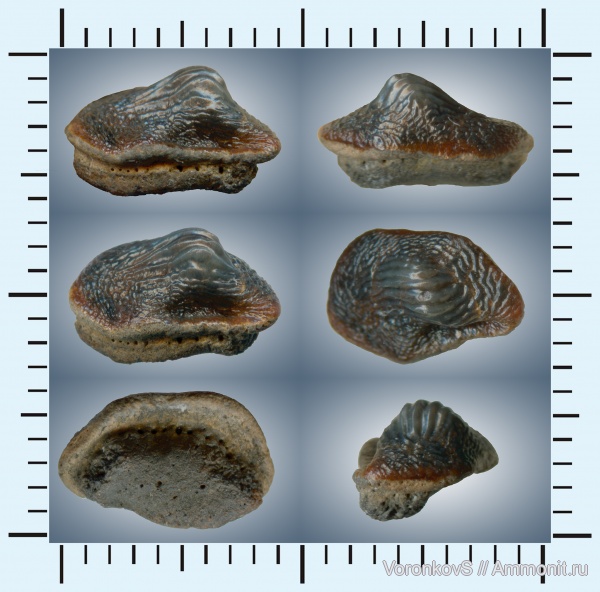 мел, зубы, Саратов, сеноман, Ptychodus, Cenomanian, Cretaceous, teeth