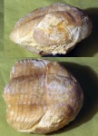Свернувшийся Illaenus sp.