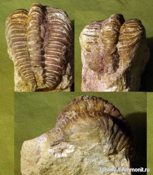 трилобиты, ордовик, Тверская область, Cybele, Cybele panderi, Encrinuridae, Ordovician