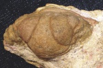 Отпрепарированный кранидий трилобита Metopolichas hübneri