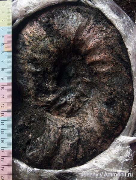 аммониты, макроконхи, Subcraspedites, Ammonites, зона Kachpurites fulgens, Macroconchs, Swinnertonia