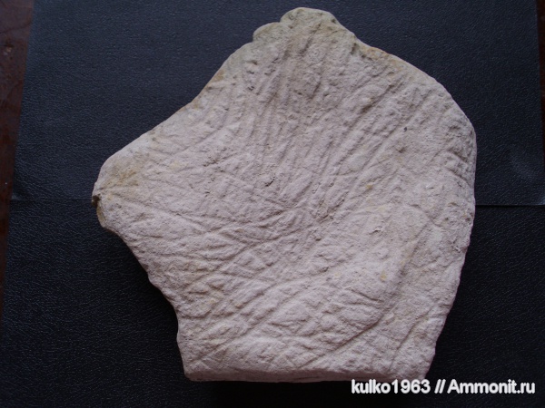 мел, мезозойская эра, ихнофоссилии, Белгородская область, Cretaceous