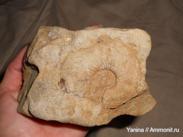 аммониты, головоногие моллюски, мезозойская эра, Ammonites, Gulielmina