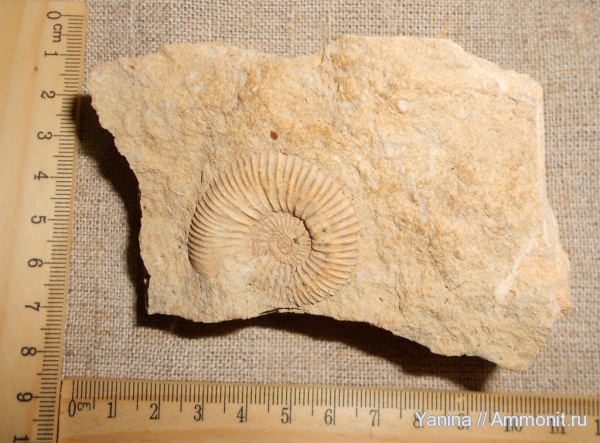 аммониты, головоногие моллюски, Kepplerites, Ammonites, Toricellites approximatus, Toricellites