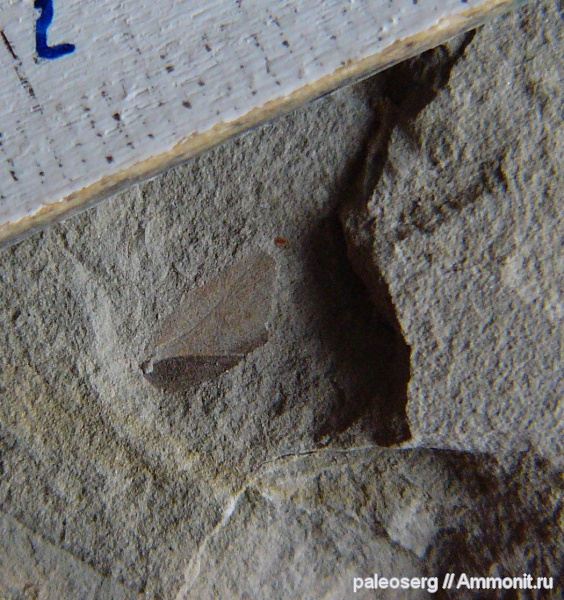 насекомые, Татарстан, верхняя пермь, Paoliida, Blattinopseidae