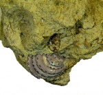 Siphonotretidae с сохранившимся перламутровым слоем