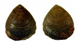 Eosiphonotreta verrucosa (Eichwald)