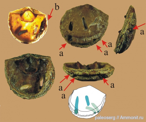 брахиоподы, ордовик, паразитизм, Clitambonites, сверления, Clitambonites schmidti epigonus, Ordovician