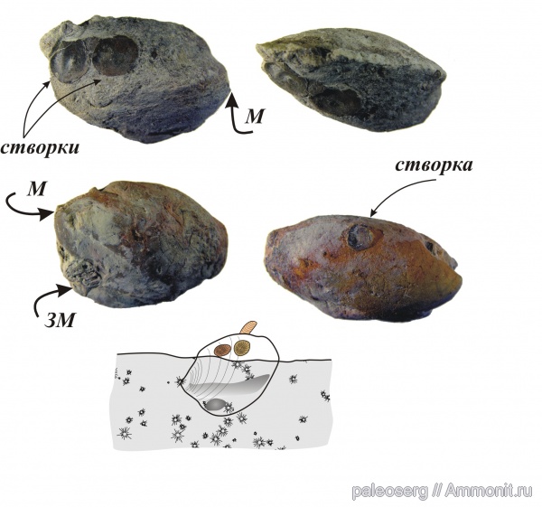 ордовик, двустворчатые моллюски, прижизненное положение, симбиоз, Modiolopsis, Ordovician