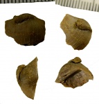 Cornulites sp. на створке Leptestia musculosa Bekker