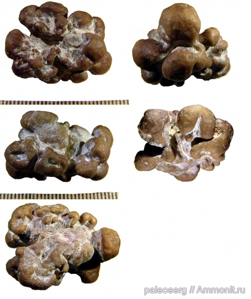 ордовик, губки, Stromatoporidae