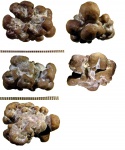 Stromatoporidae из низов верхнего ордовика ЛО