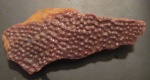 Фрагмент панциря девонской рыбки