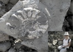Глиняный аммонит