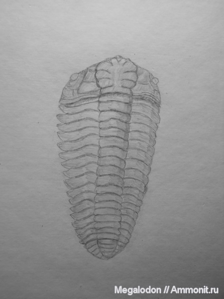 ордовик, Pliomera, рисунки, Cheiruroidea, Pliomeridae, Ordovician