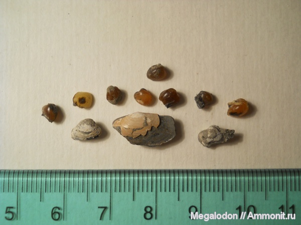 моллюски, мел, двустворки, апт, Балаково, Aptian, Cretaceous