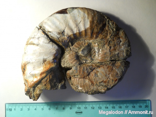 аммониты, мел, Deshayesites, апт, Ammonites, Балаково, Aptian, Cretaceous