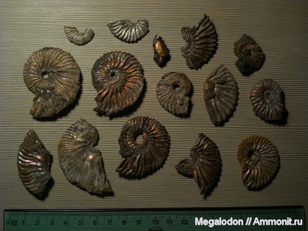 аммониты, мел, Deshayesites, апт, Ammonites, Балаково, Aptian, Cretaceous