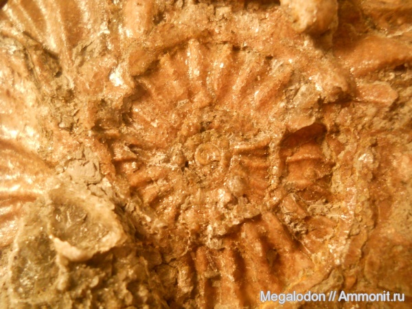 аммониты, мел, Deshayesites, Ammonites, аммонителла, Cretaceous