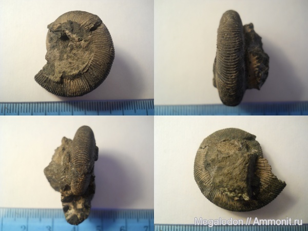 аммониты, моллюски, юра, Москва, Zaraiskites, Капотня, Ammonites, Jurassic