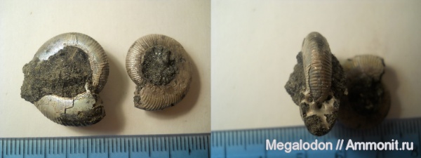аммониты, моллюски, юра, Craspedites, Ammonites, РГОК, Jurassic