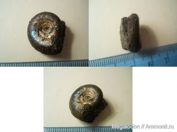 аммониты, моллюски, юра, Москва, Kachpurites, Ammonites, Volgian, Jurassic