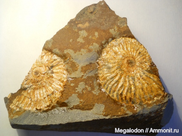 аммониты, мел, Deshayesites, апт, Саратовская область, Ammonites, Саратовская ГЭС, Aptian, Cretaceous
