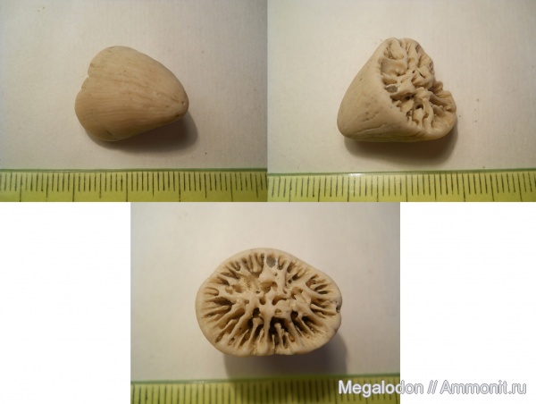 мел, кораллы, кишечнополостные, Саратовская область, Scleractinia, Caryophyllia, Cretaceous