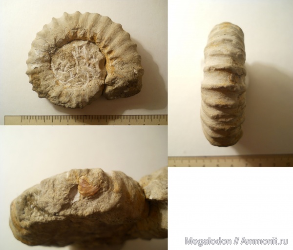аммониты, моллюски, мел, Украина, Крым, баррем, Ammonites, Верхоречье, Barremian, Cretaceous