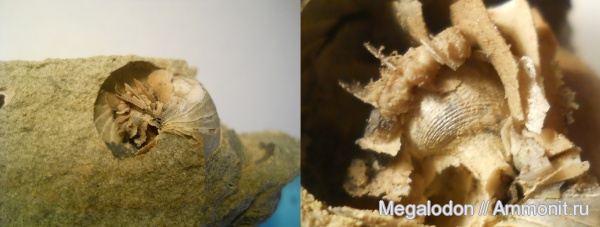 моллюски, палеоген, палеоцен, Саратовская область, Eutrephoceras, Nautilidae