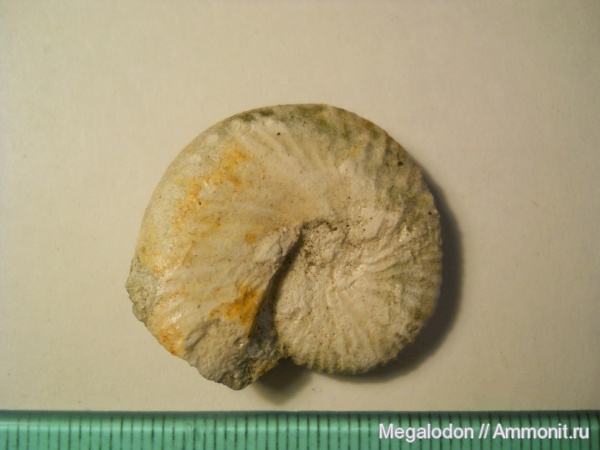 аммониты, моллюски, мел, маастрихт, Саратовская область, Ammonites, Hoploscaphites, Scaphitidae, Вольск, Maastrichtian, Cretaceous