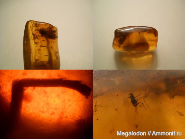 палеоген, эоцен, насекомые, янтарь, Калининградская область, инклюз, Diptera, Aphidoidea