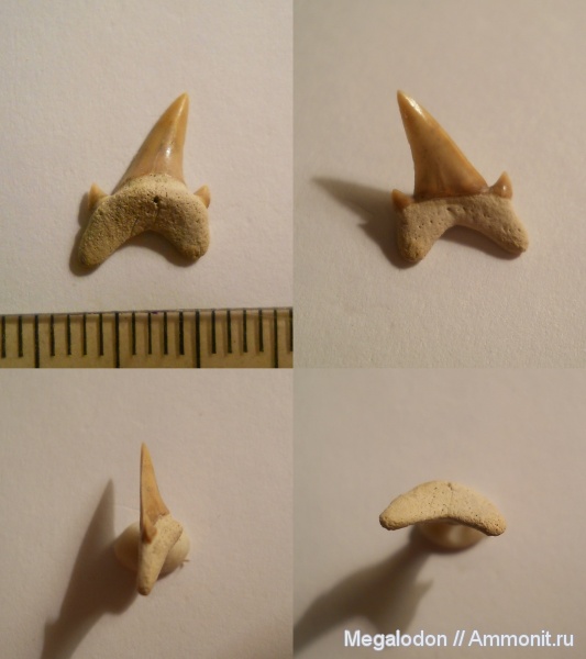 мел, акулы, сеноман, Elasmobranchii, Archaeolamna, Lamniformes, Александровка