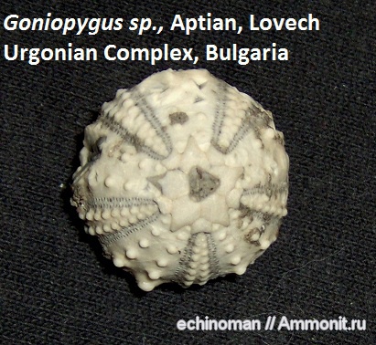 морские ежи, нижний мел, апт, Болгария, Goniopygus, Aptian, Lower Cretaceous