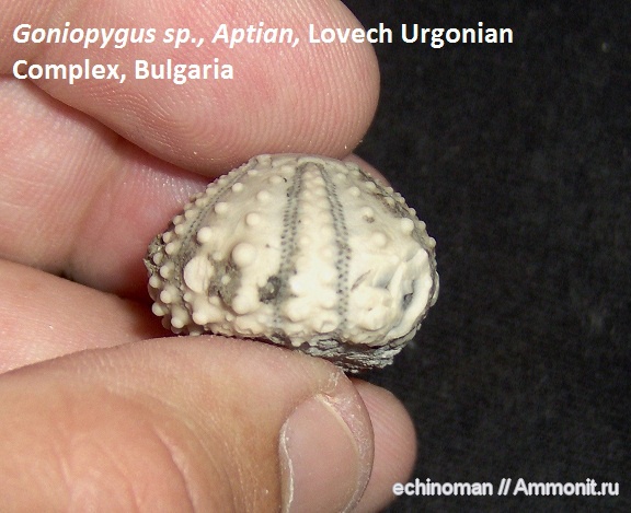 морские ежи, нижний мел, апт, Болгария, Goniopygus, Aptian, Lower Cretaceous