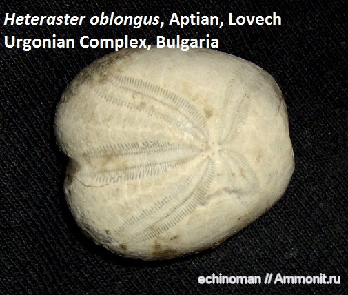 морские ежи, нижний мел, Болгария, Heteraster oblongus, Heteraster, Lower Cretaceous